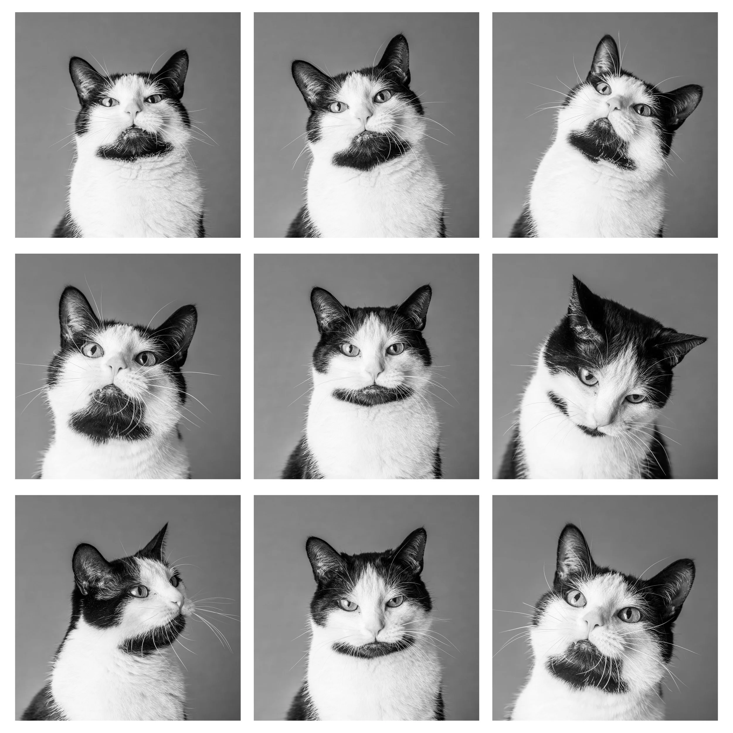 square cat2.jpg