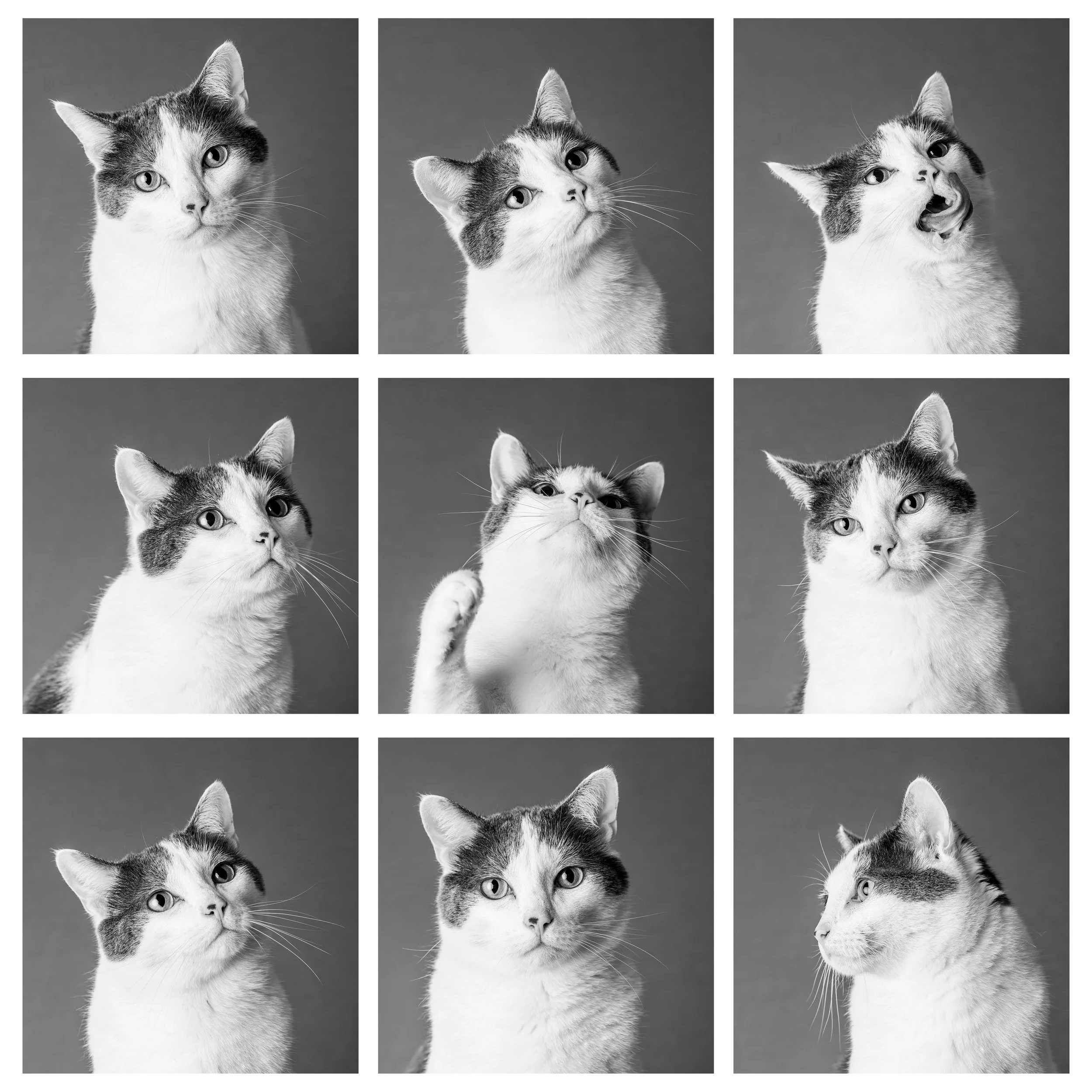 square cat.jpg