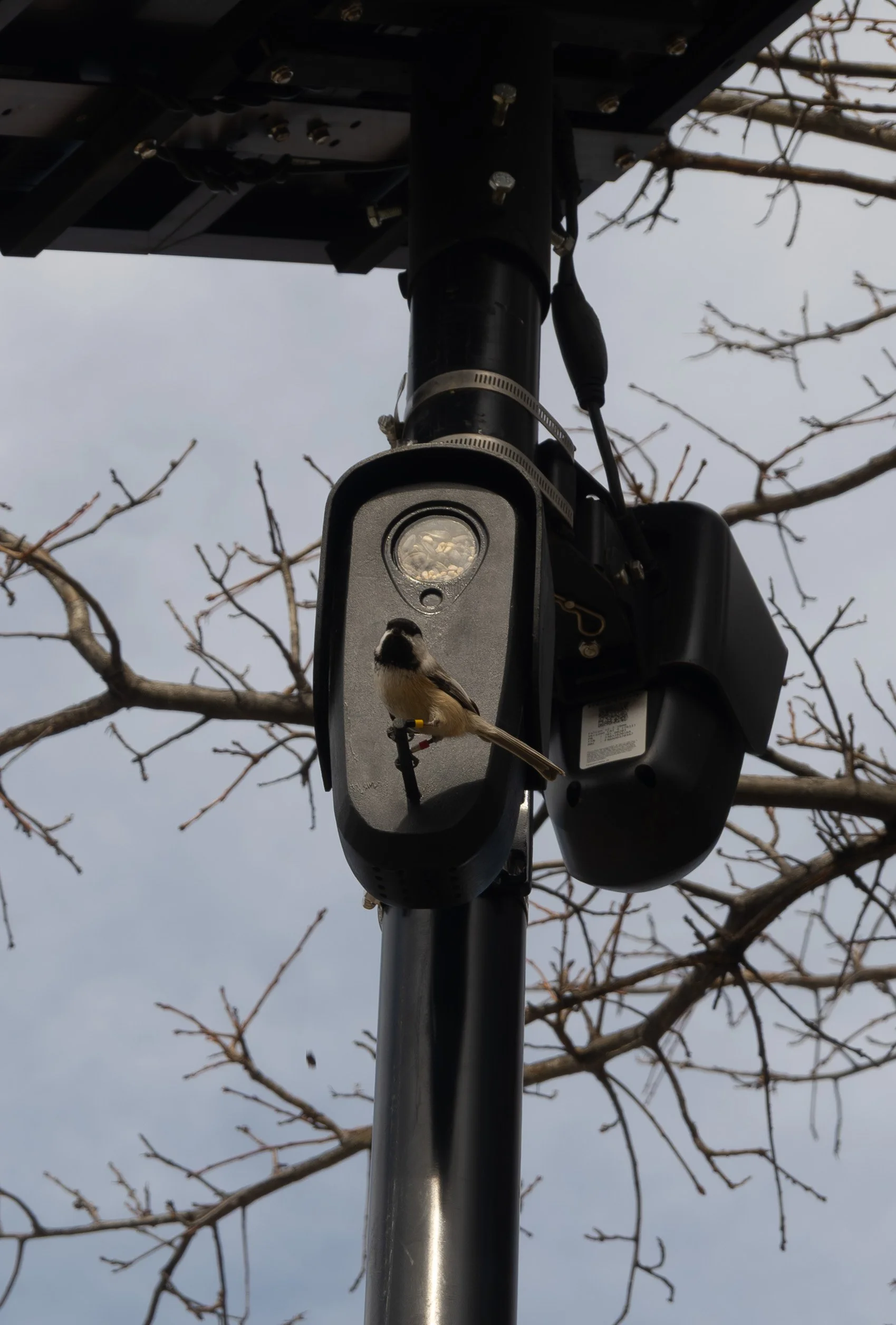 FlockFeeder2.jpeg