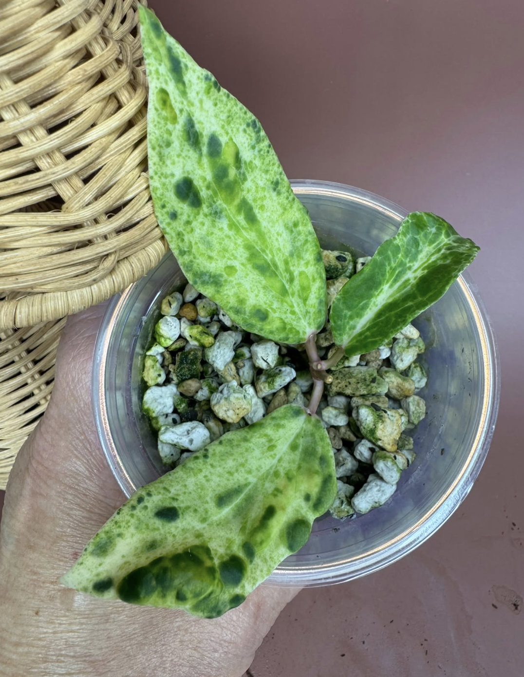 Hoya Swiffers Mirage