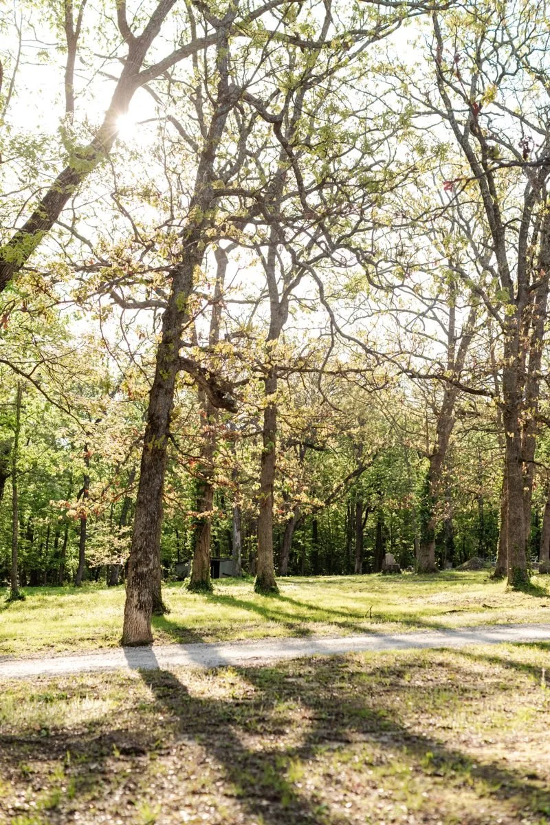 Sunlight through trees at Dunnegan Park in Bolivar, Missouri.