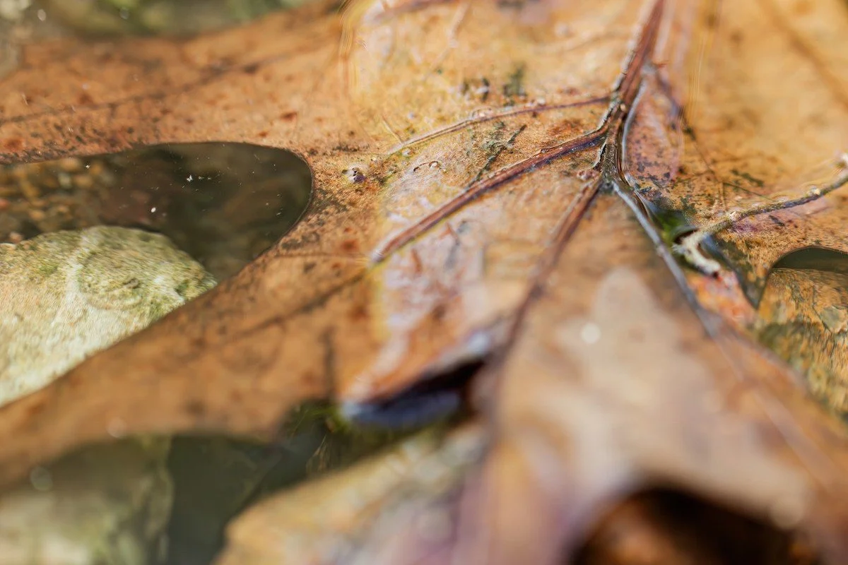 Fallen leaves in Bolivar, Missouri.