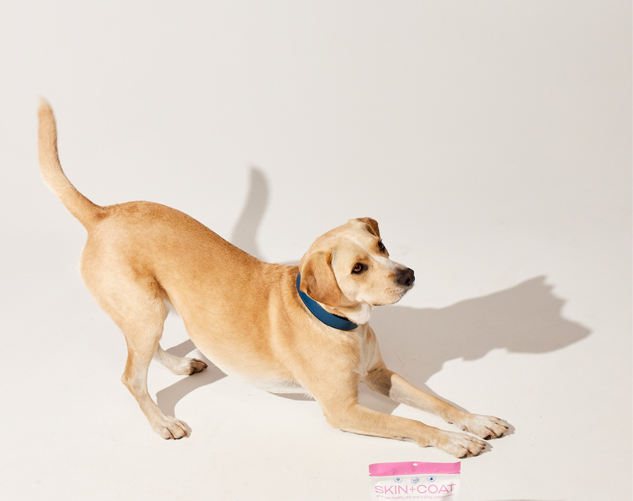 FOR_EDIT_ONLY_Shot_18_Relief_Dogs_Usage_1661 1.png