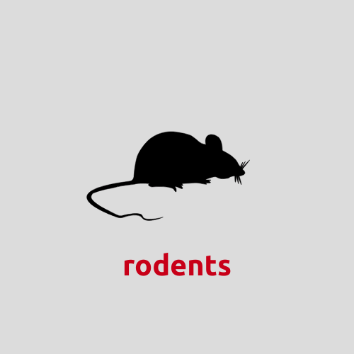Rodent control in Centerton, AR