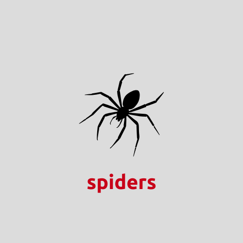 Spider control in Bella Vista, AR