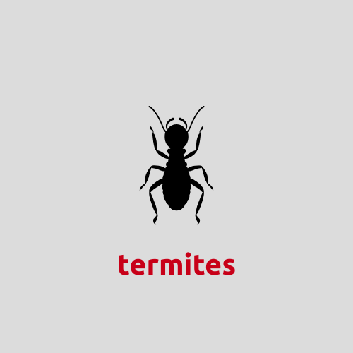 Termite control in Bentonville, AR