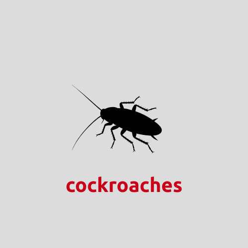 Cockroach control in Fayetteville, AR