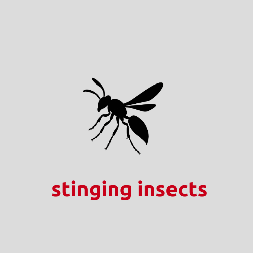 Wasp, hornet and stinging insect removal in Rogers, AR
