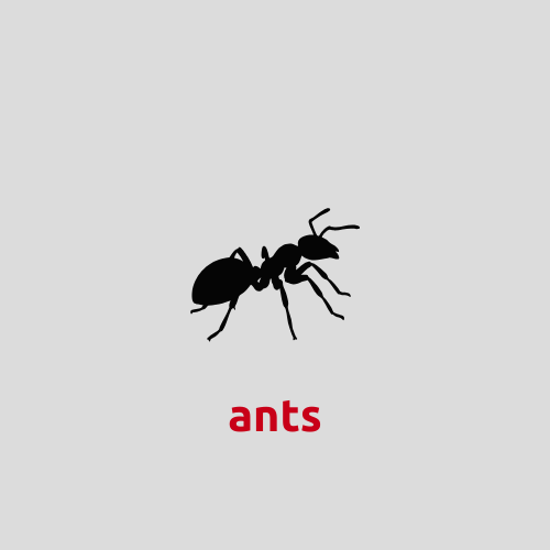 Ant control icon – DB Pest Solutions