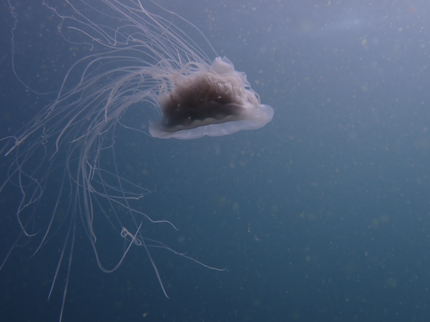 A jellyfish with long, thin tentacles swimming underwater.