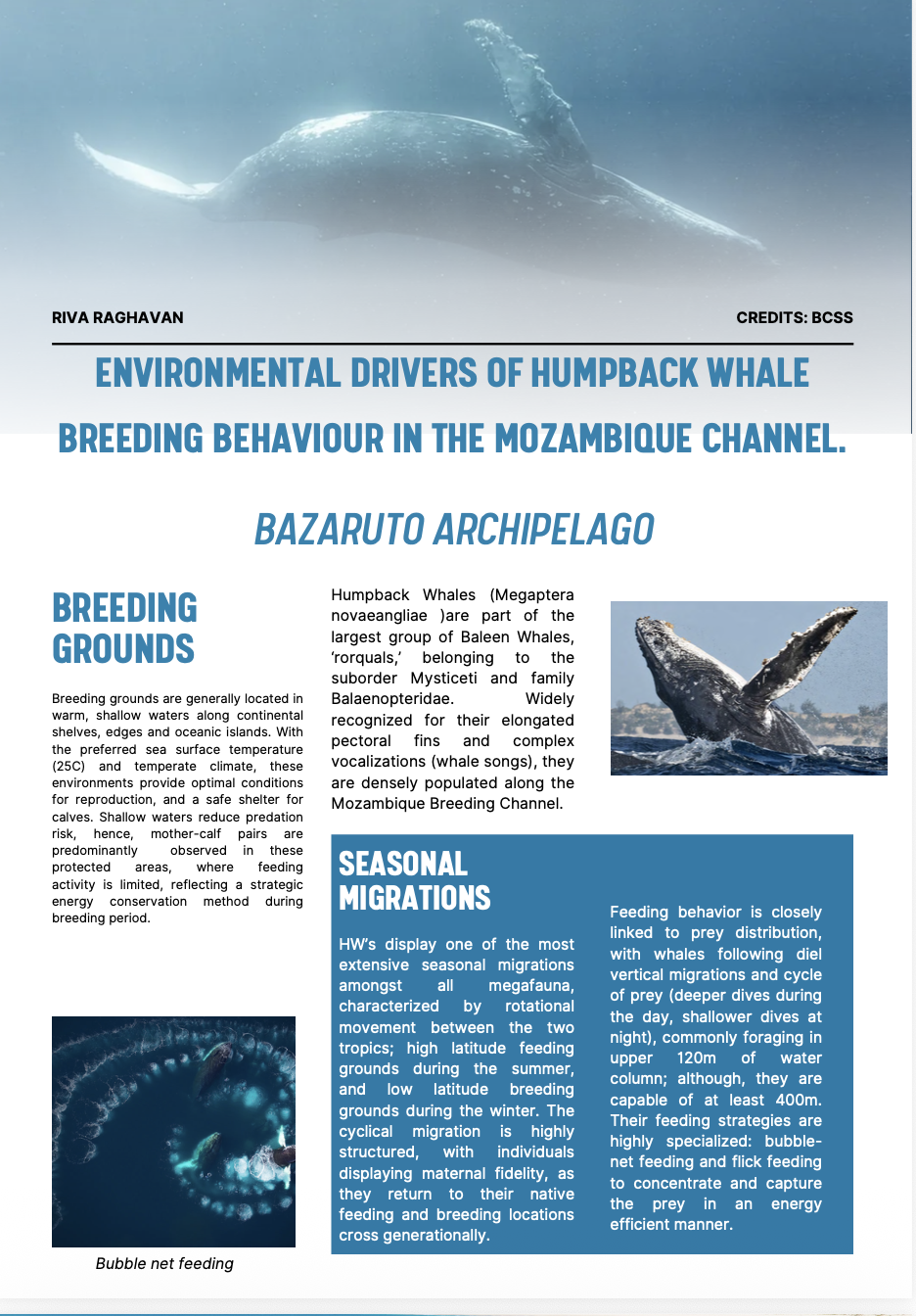 A humpback whale swimming underwater with text overlay about environmental drivers of humpback whale breeding behavior in Mozambique.