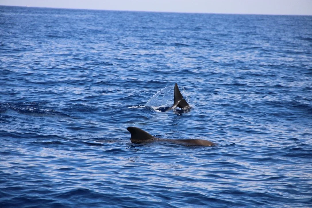 Two dolphins swimming in the ocean, one with its dorsal fin and tail above the water.