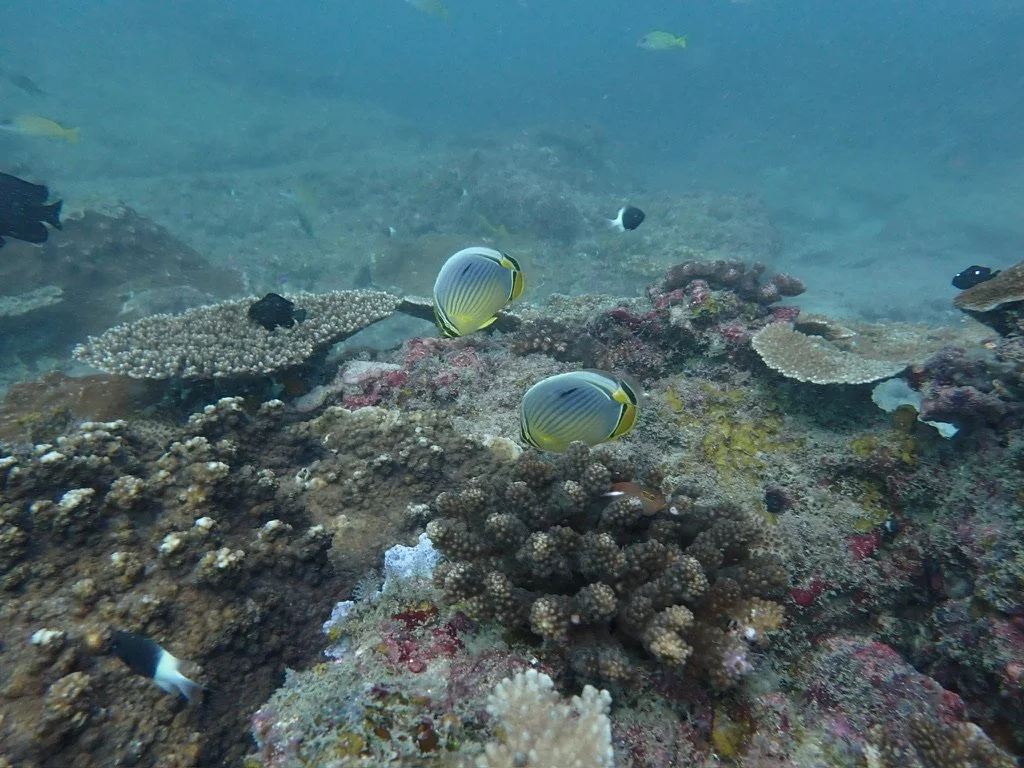 Underwater coral reef with various colorful corals and fish, including two butterflyfish with striped patterns.