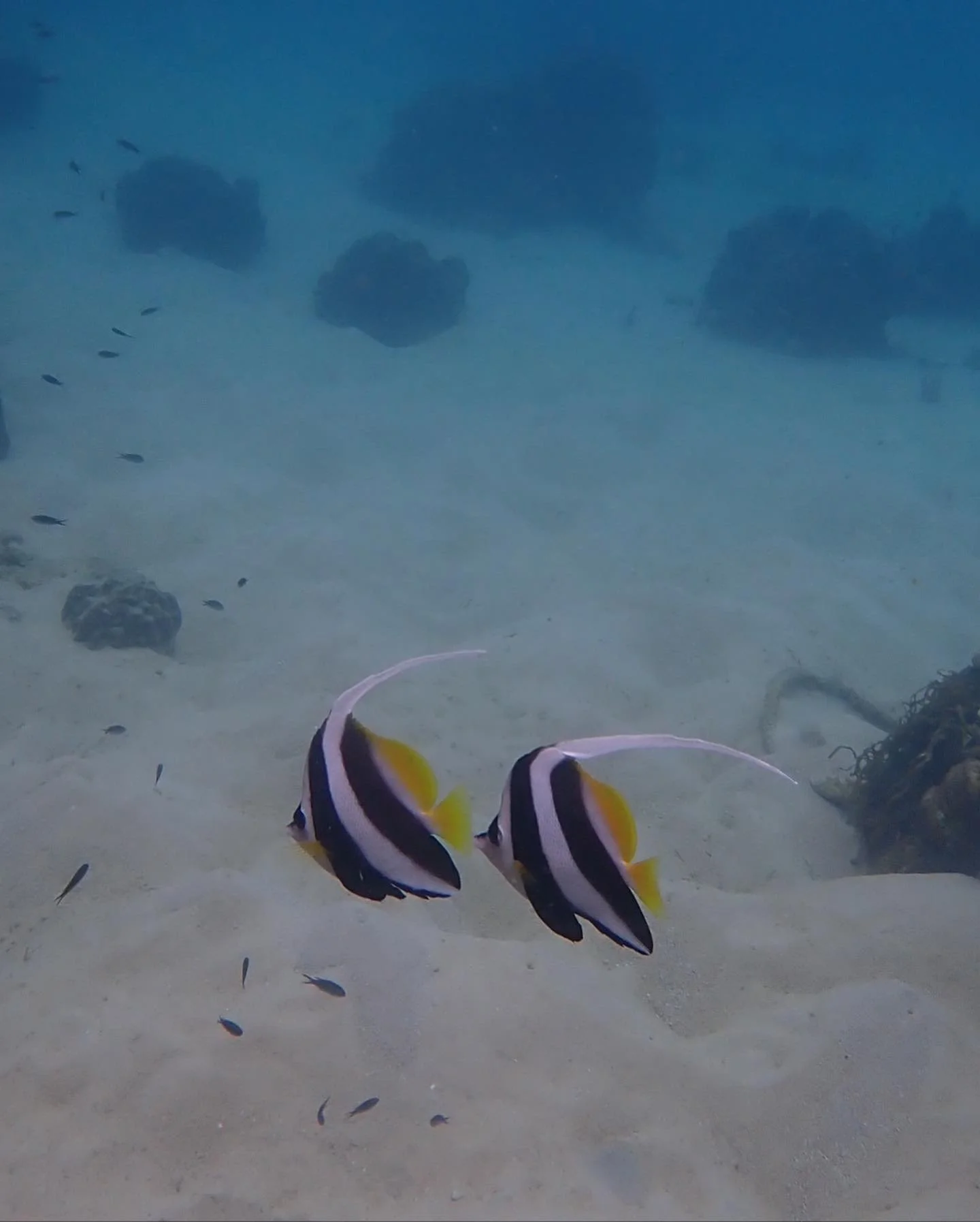 Two colorful fish with black, white, and yellow stripes swimming near the sandy ocean floor, with small fish and coral in the background.