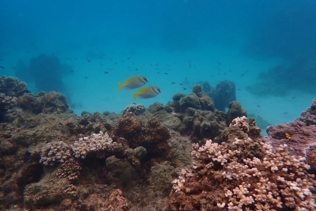 Underwater scene with two yellow and gray fish swimming near coral reefs in the ocean.
