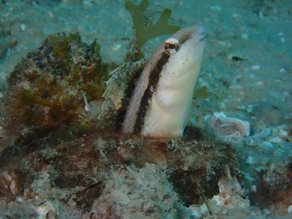 A camouflaged fish emerging from the sandy ocean floor near coral and seaweed.