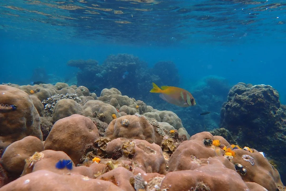 Underwater coral reef scene with rocks and a yellow fish swimming in the background.