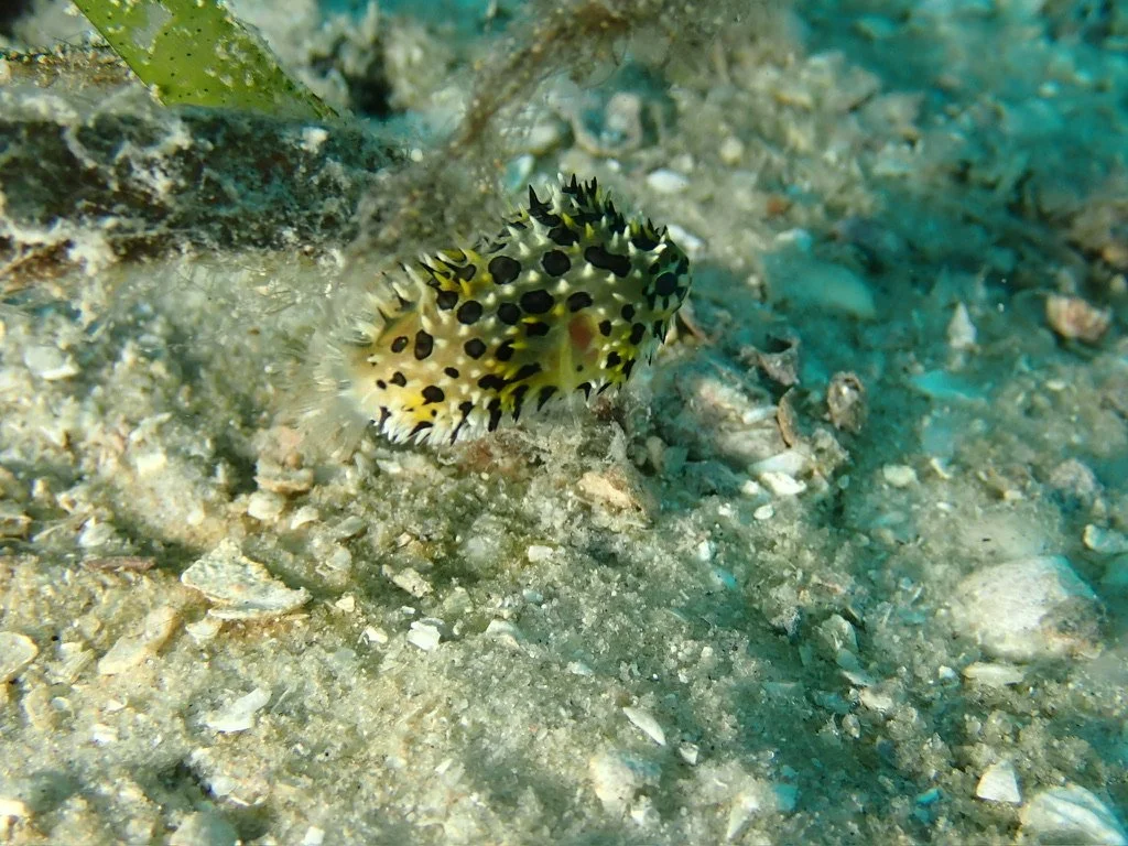 A colorful nudibranch sea slug with black, yellow, and white markings on the ocean floor.