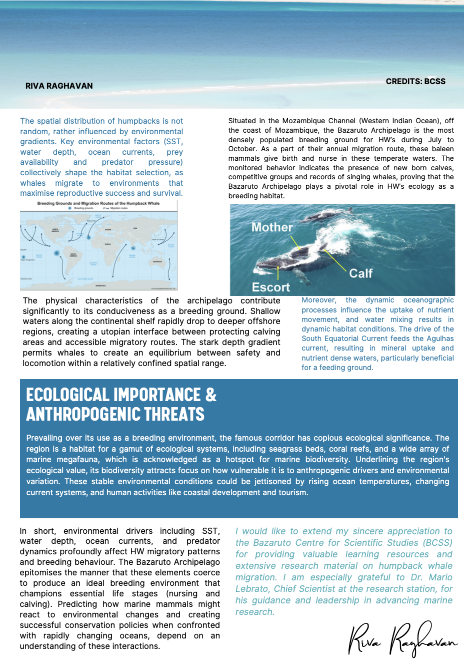 Page from a scientific publication on humpback whales, showing a map of breeding grounds, a photo of a mother whale with a calf, and text about whale migration, ecological importance, and threats.