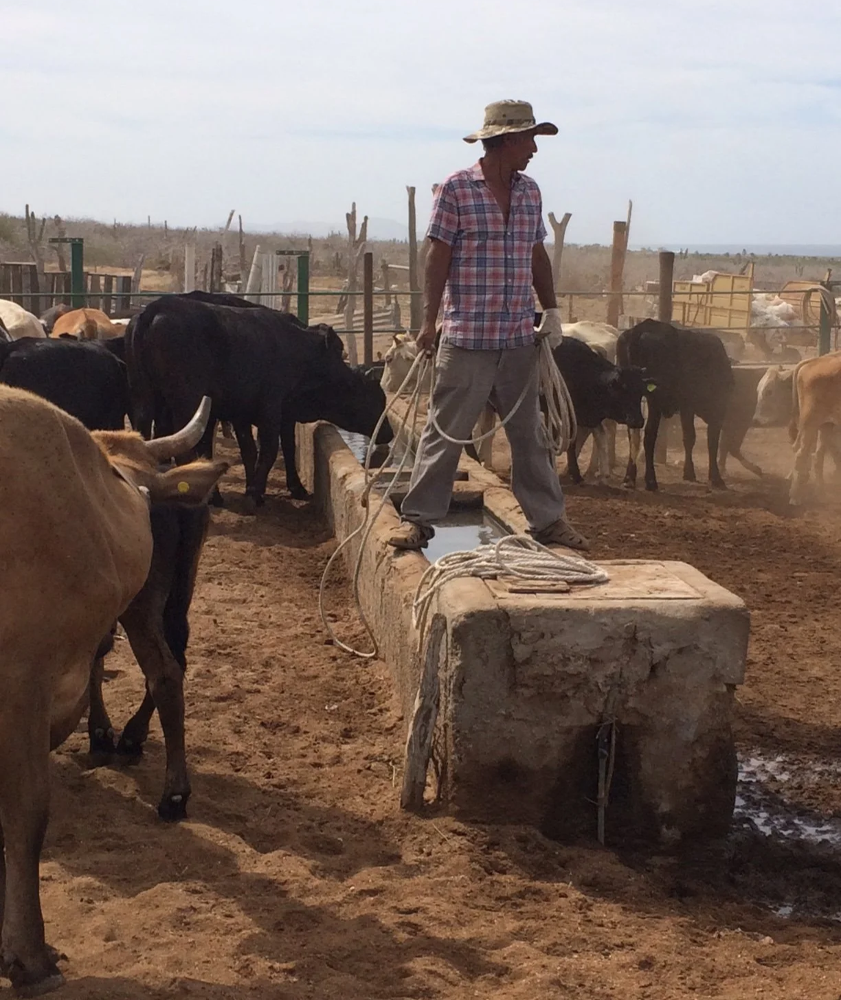 A man wearing a wide-brimmed hat and checkered shirt stands on a concrete water trough in a dusty, fenced outdoor area, tending to cattle. Several cows are nearby, drinking or standing around in the background.