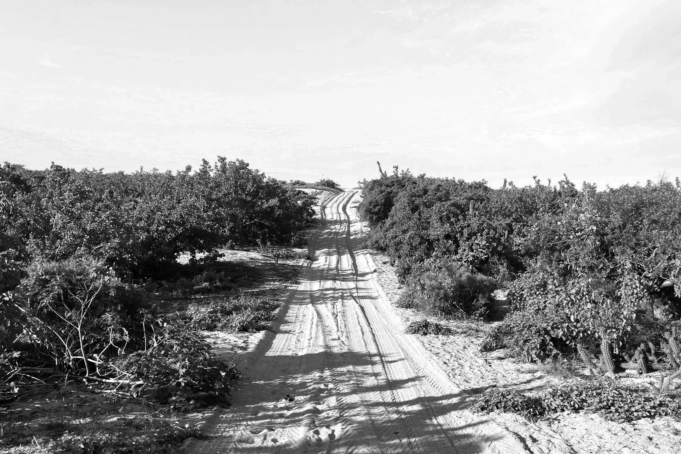 A dirt road running through a countryside with trees on both sides, leading into the distance under a cloudy sky.