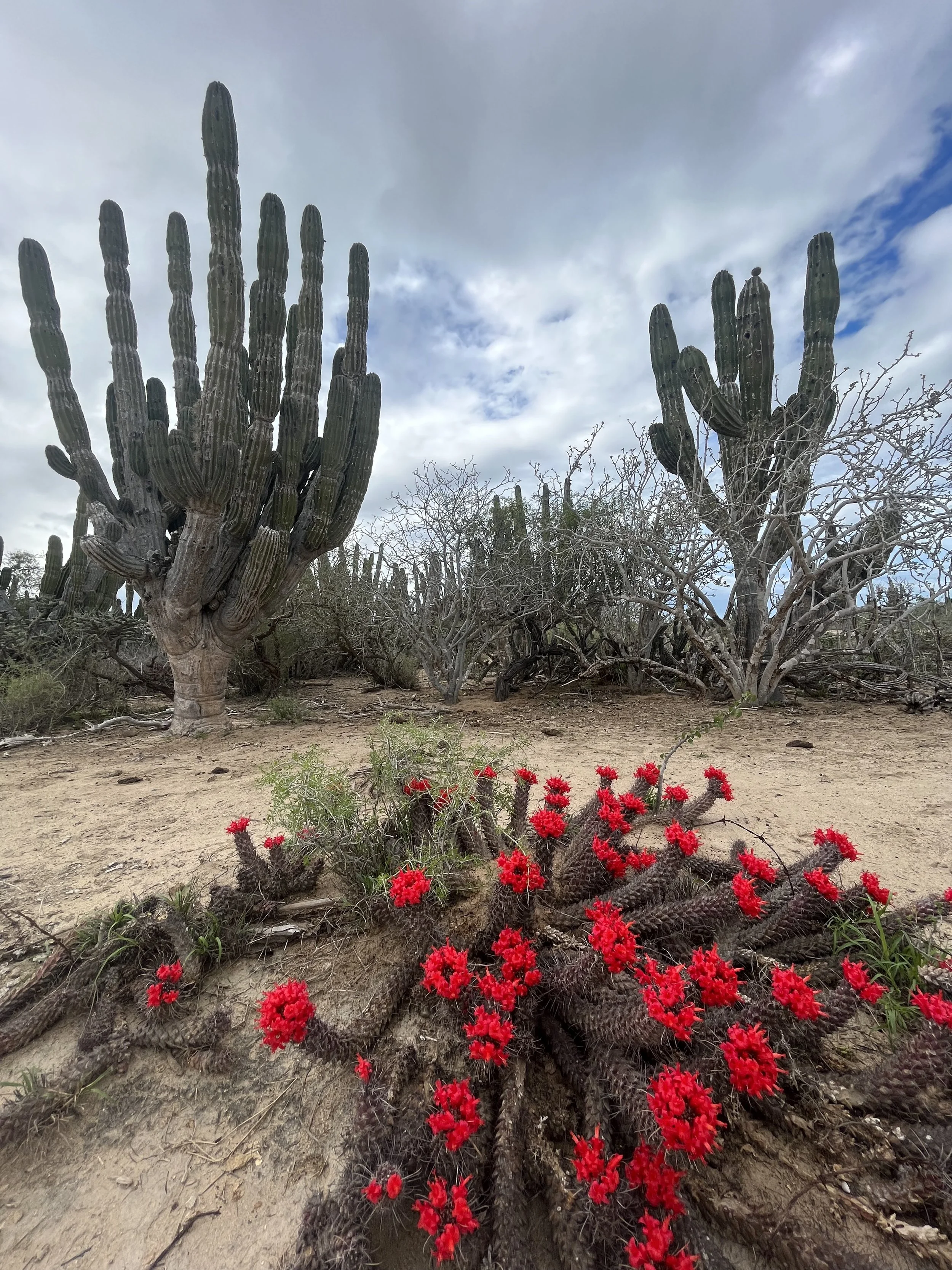 Desert scene with several large cacti and smaller red flowering cacti, along with dry soil and sparse vegetation, under a partly cloudy sky.