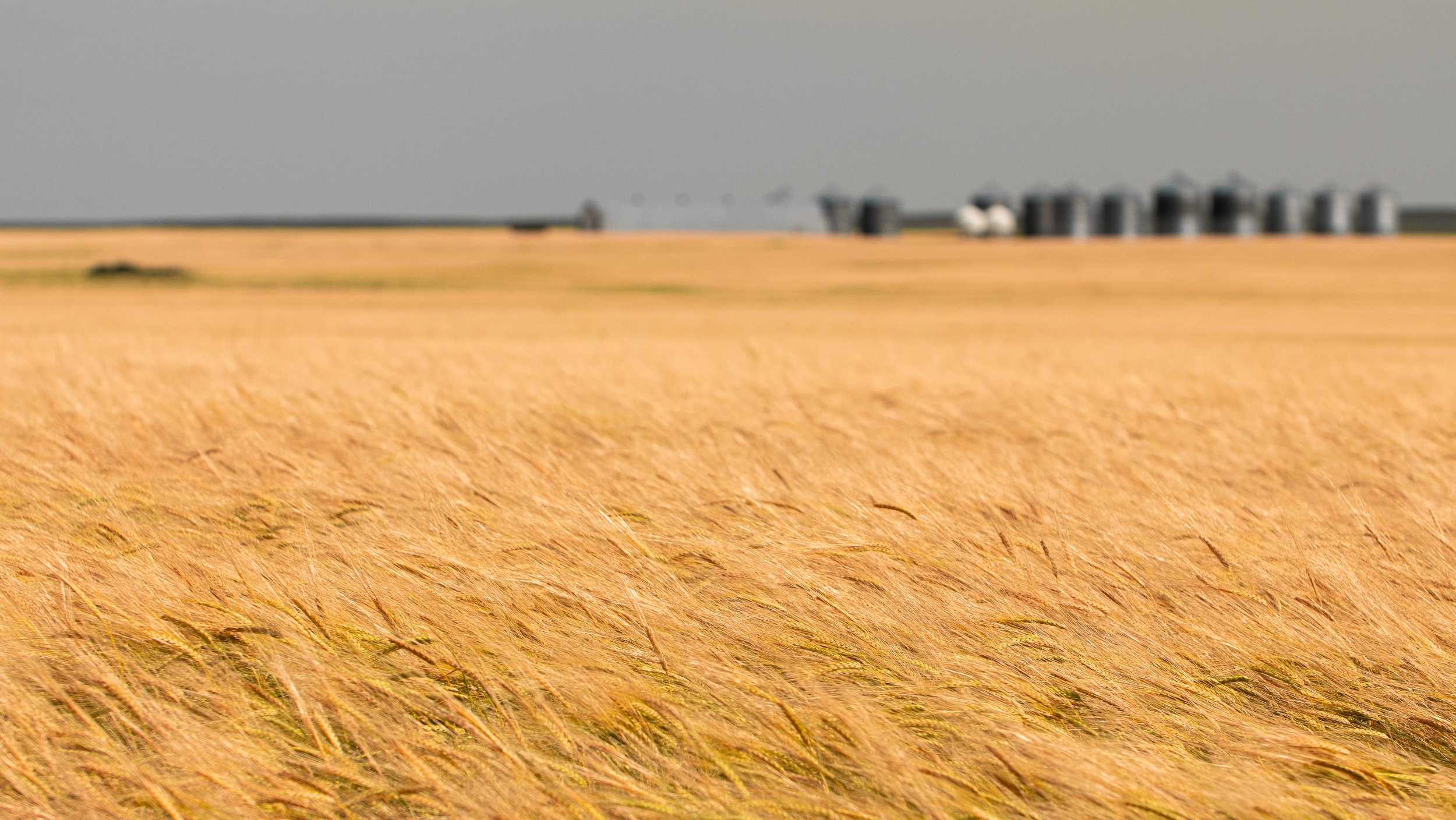 Golden windswept grassland with blurred industrial buildings along the distant horizon