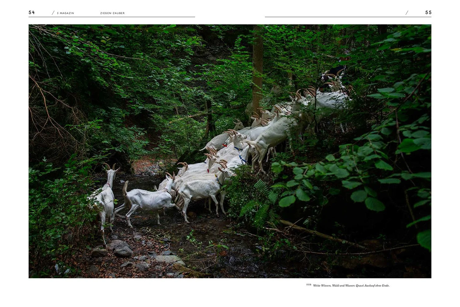 mirco_taliercio_smag_ziege_3 2.jpg