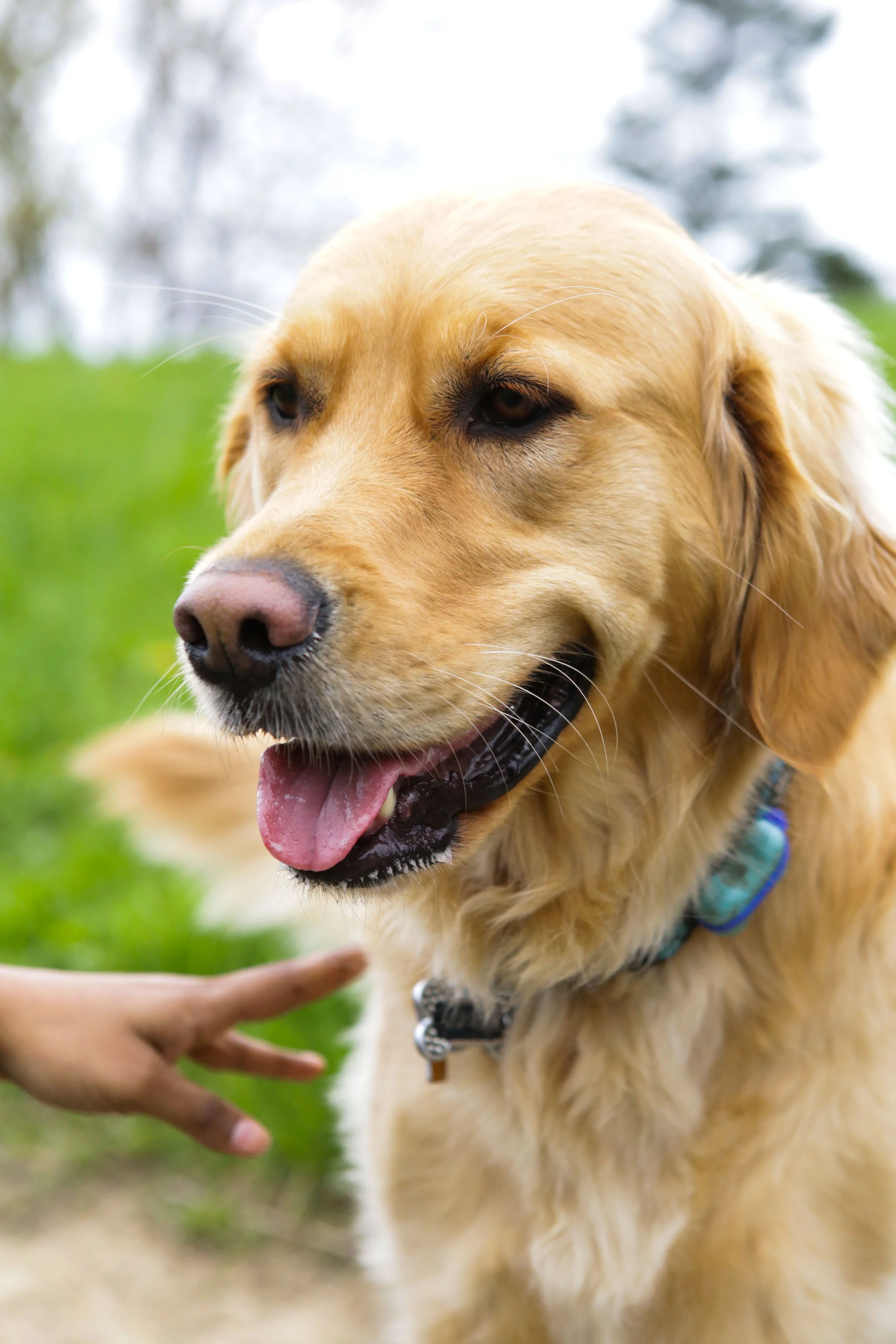 Dog 9.jpg