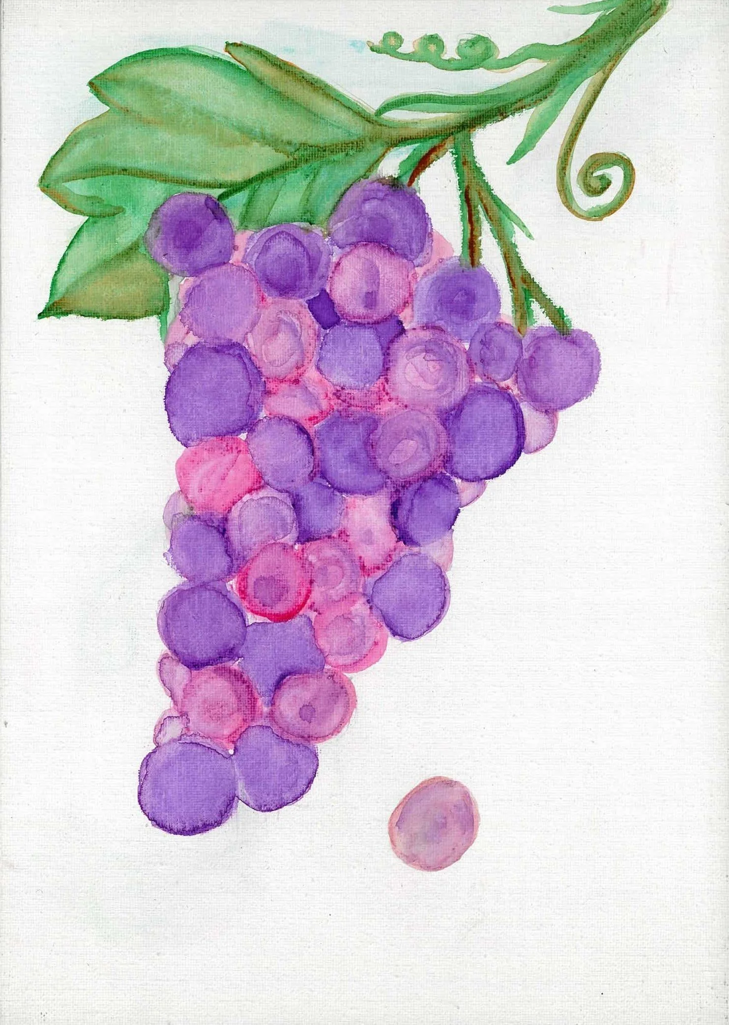 The Scarlet Cluster  (watercolor)