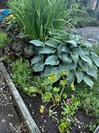 gardencandia.jpg