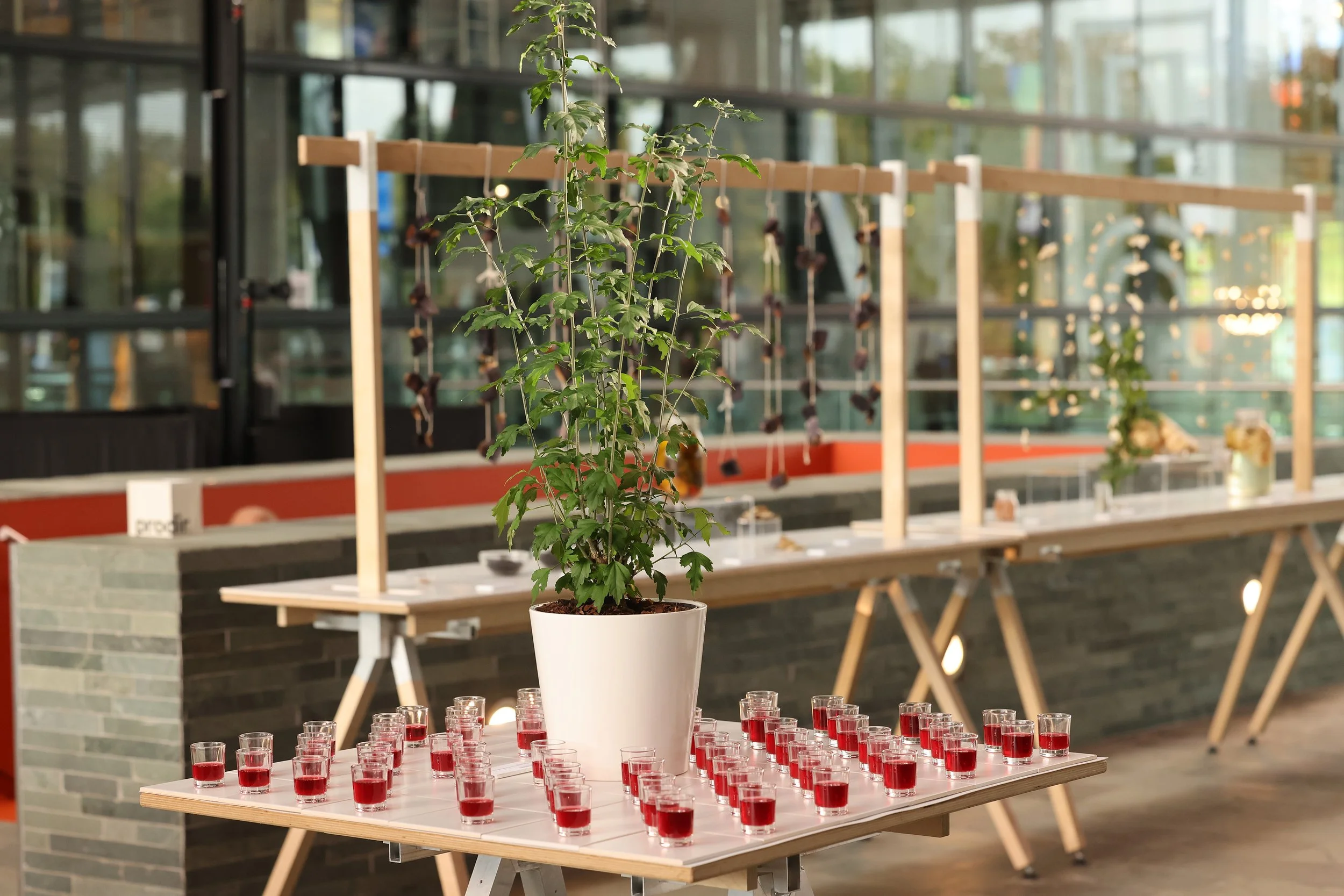 Vaso con plantas verdes en una mesa con copas de gel de color rojo y transparente, en un espacio interior con ventanas y estructuras de madera y paredes de ladrillo.