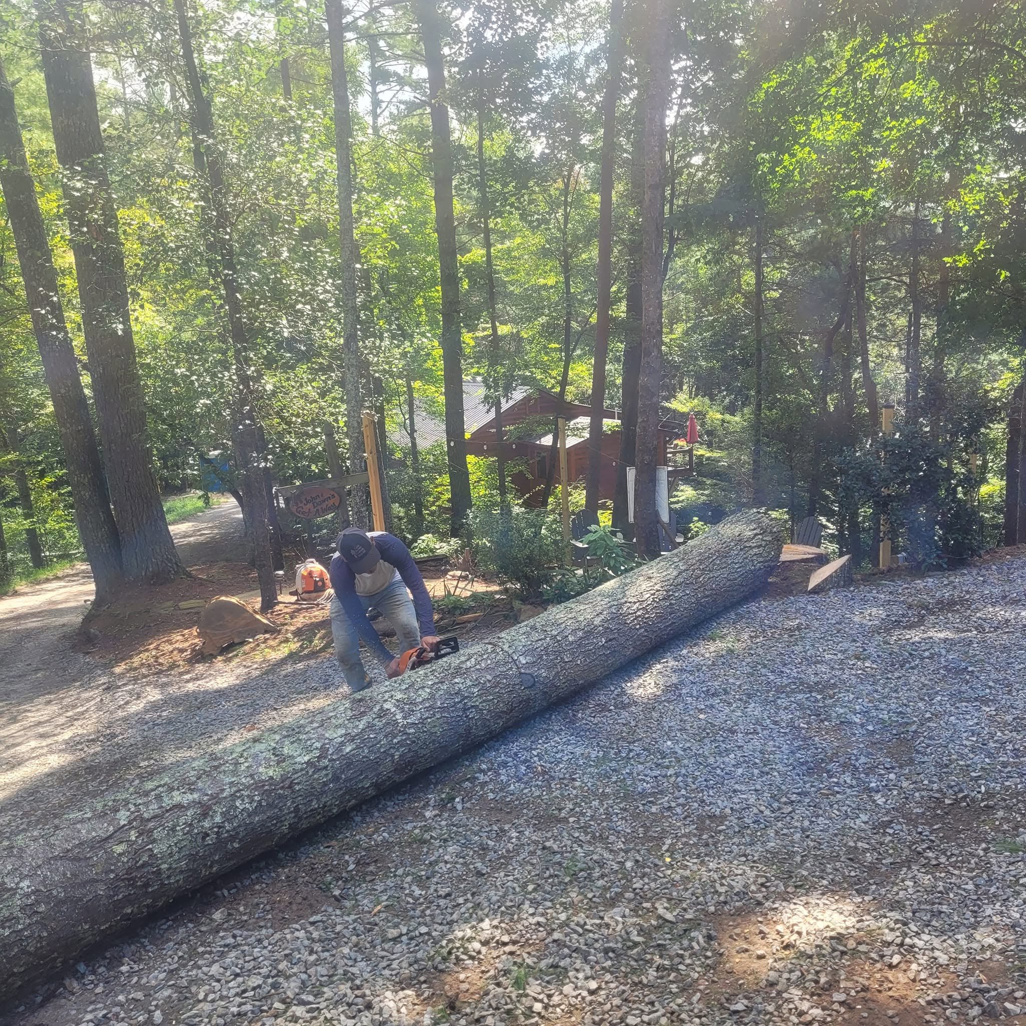 Person using a chainsaw to cut a fallen tree limb in a forested area with green trees and sunlight overhead.