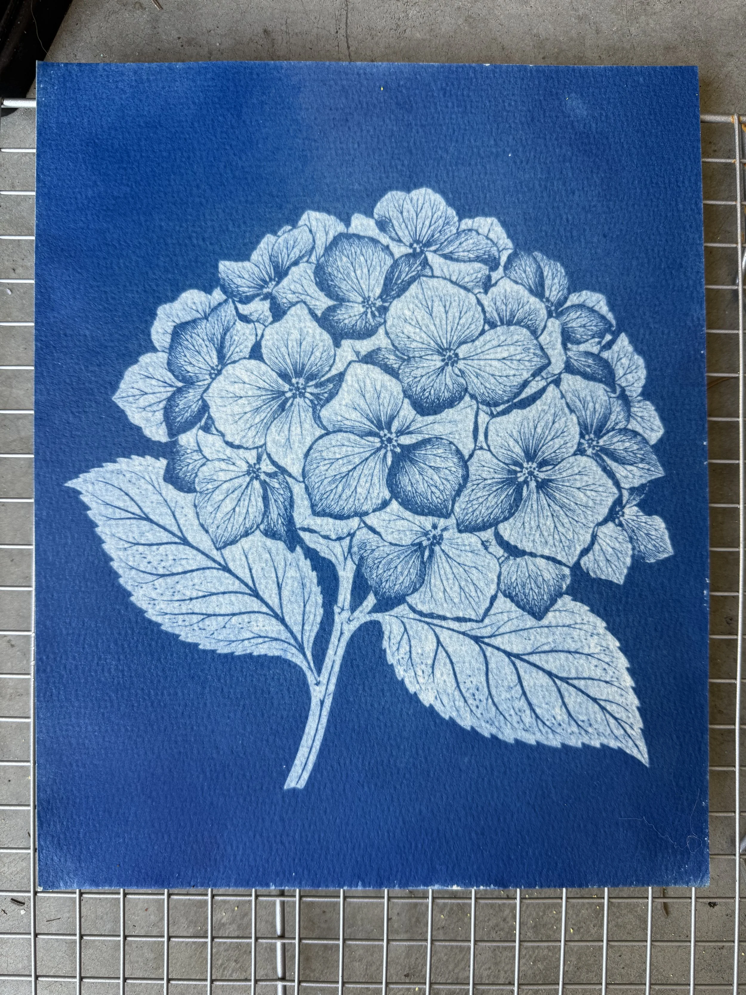 Blue textured paper with a white botanical illustration of a hydrangea flower and leaves.
