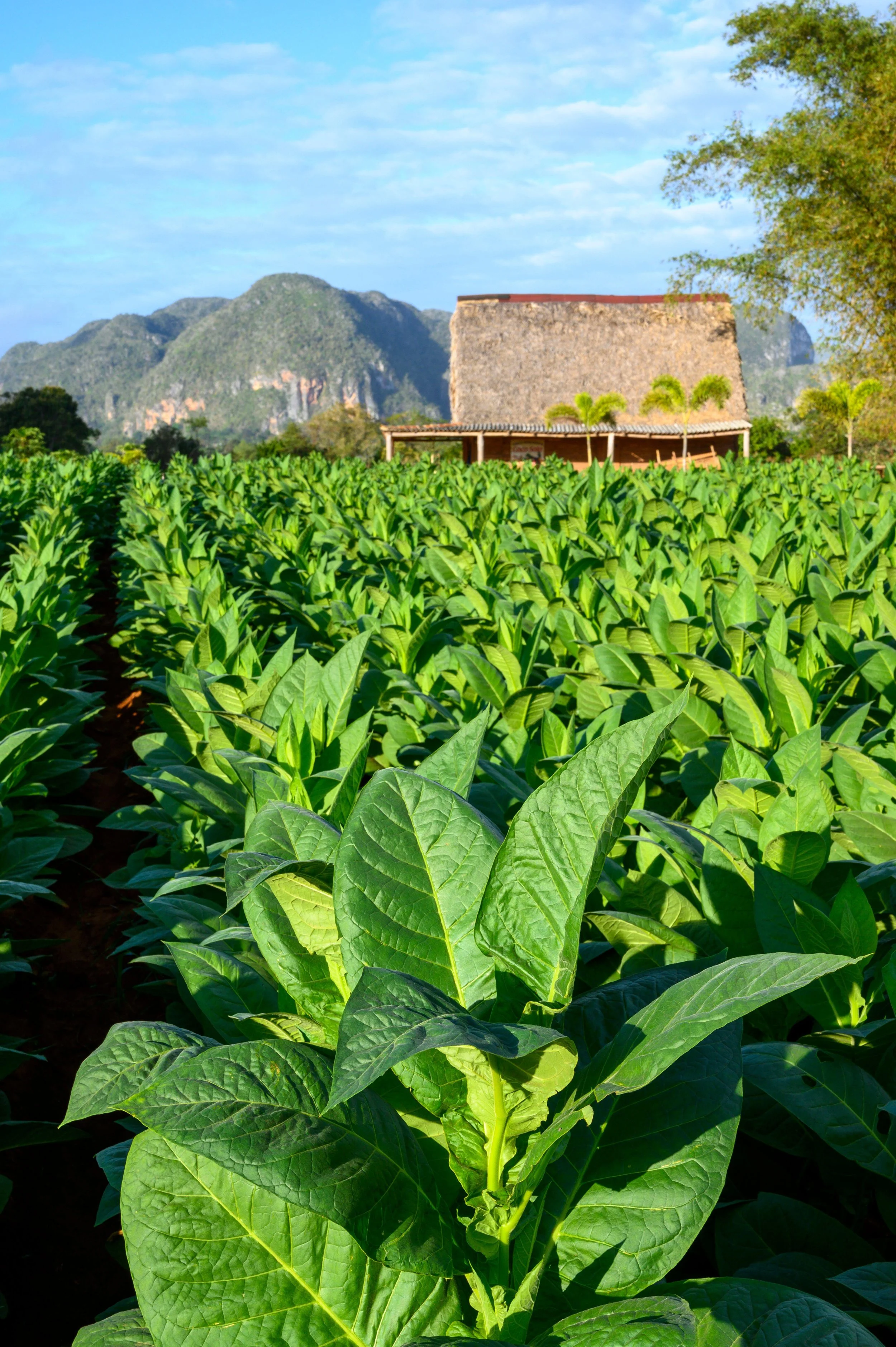 Lush green leafy crop in a rural farm with mountains in the background under a partly cloudy sky.