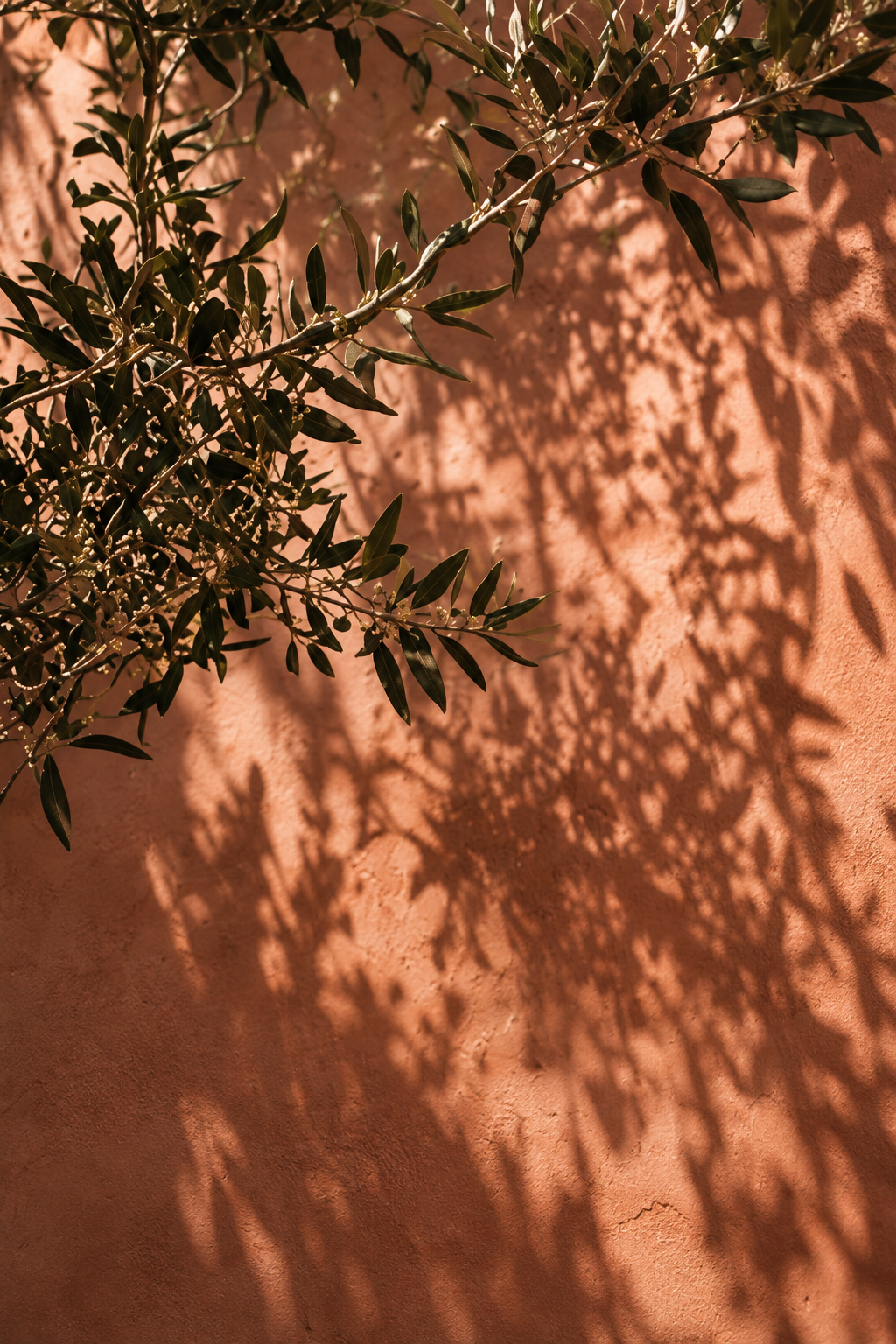 A branch with dark green leaves casting shadows on a textured terra cotta wall.