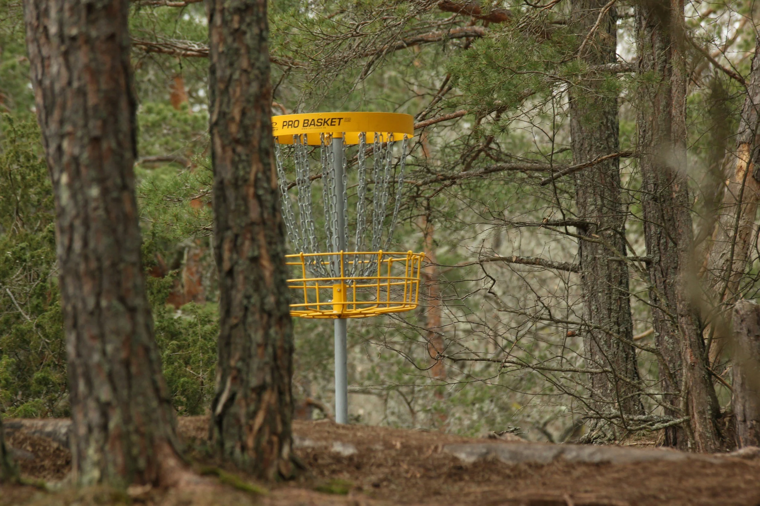 What Is Disc Golf? A Beginner's Guide to Getting Started