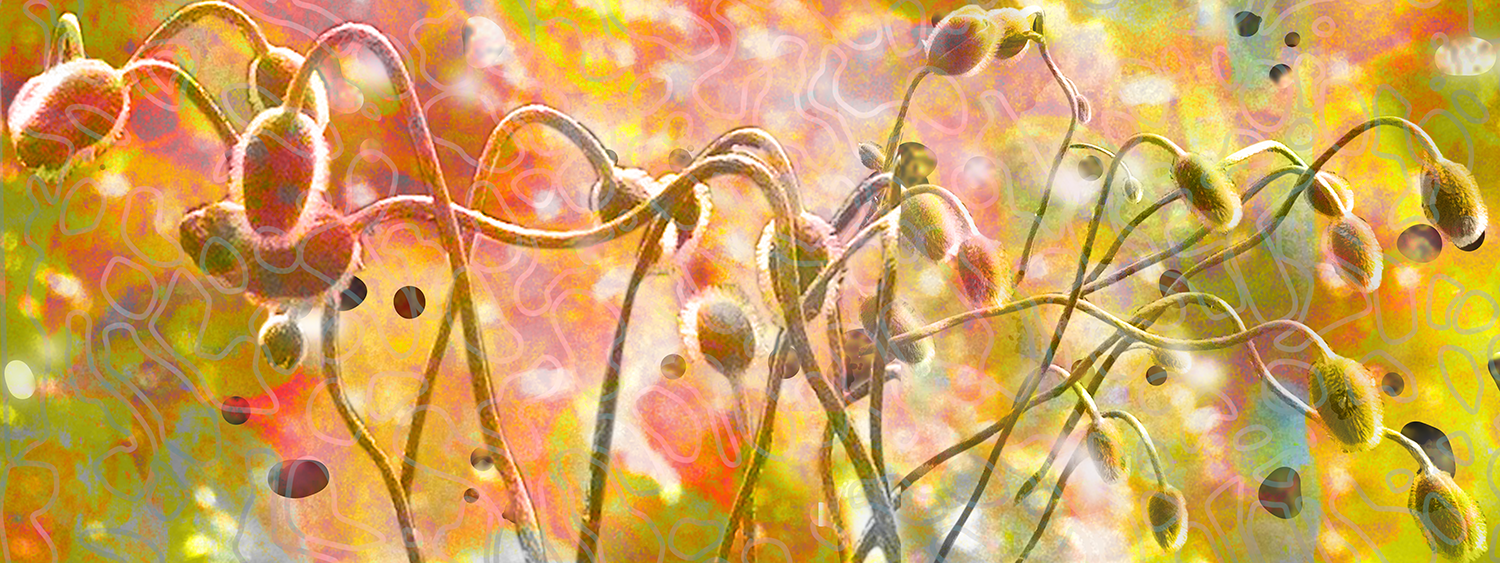 Pre-Poppies 40" x 15"