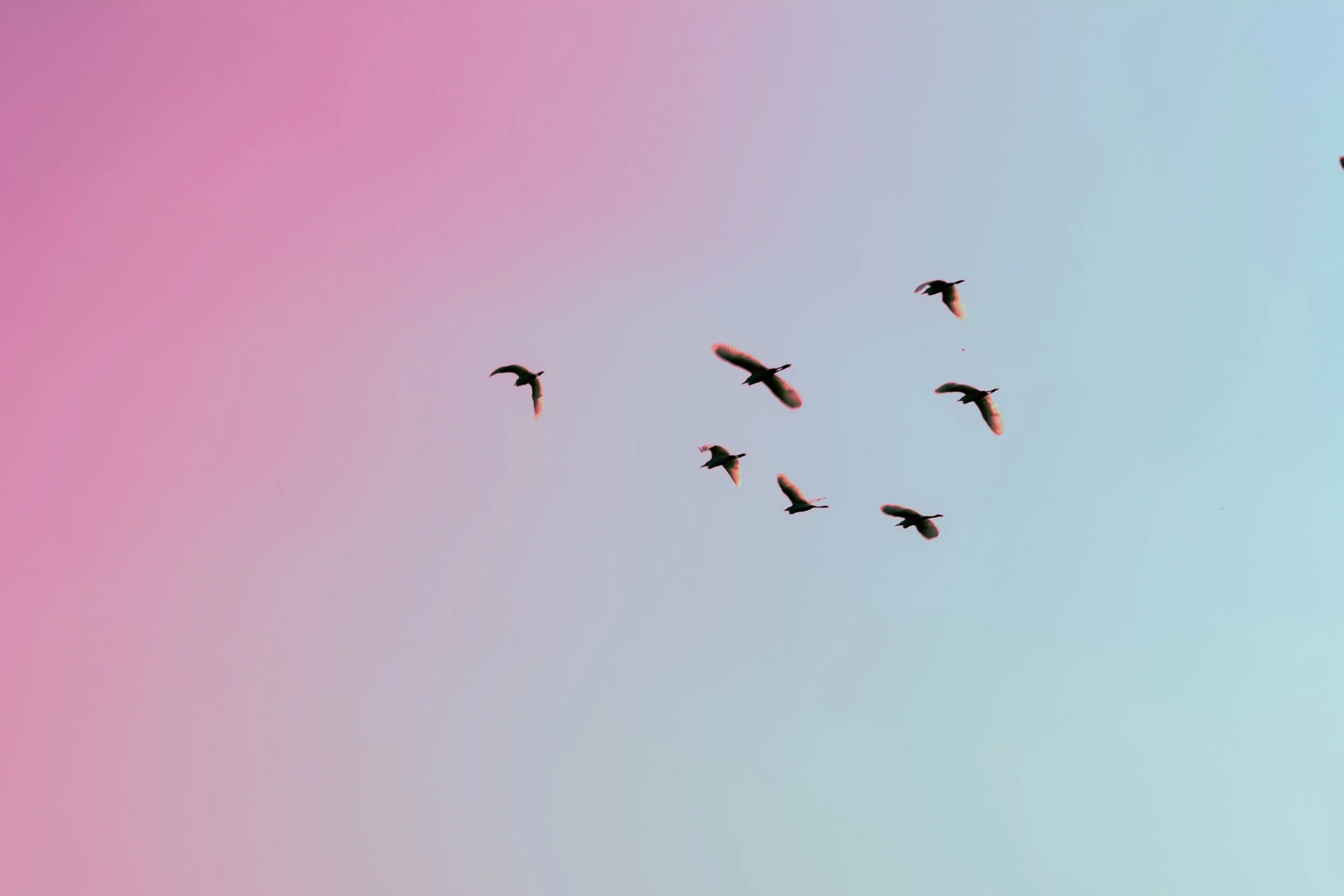 A flock of birds flying in a sky with a pink and blue gradient.