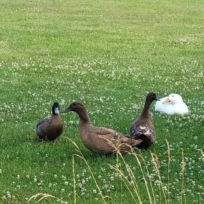 FPF%2Bducks%2B1.jpg