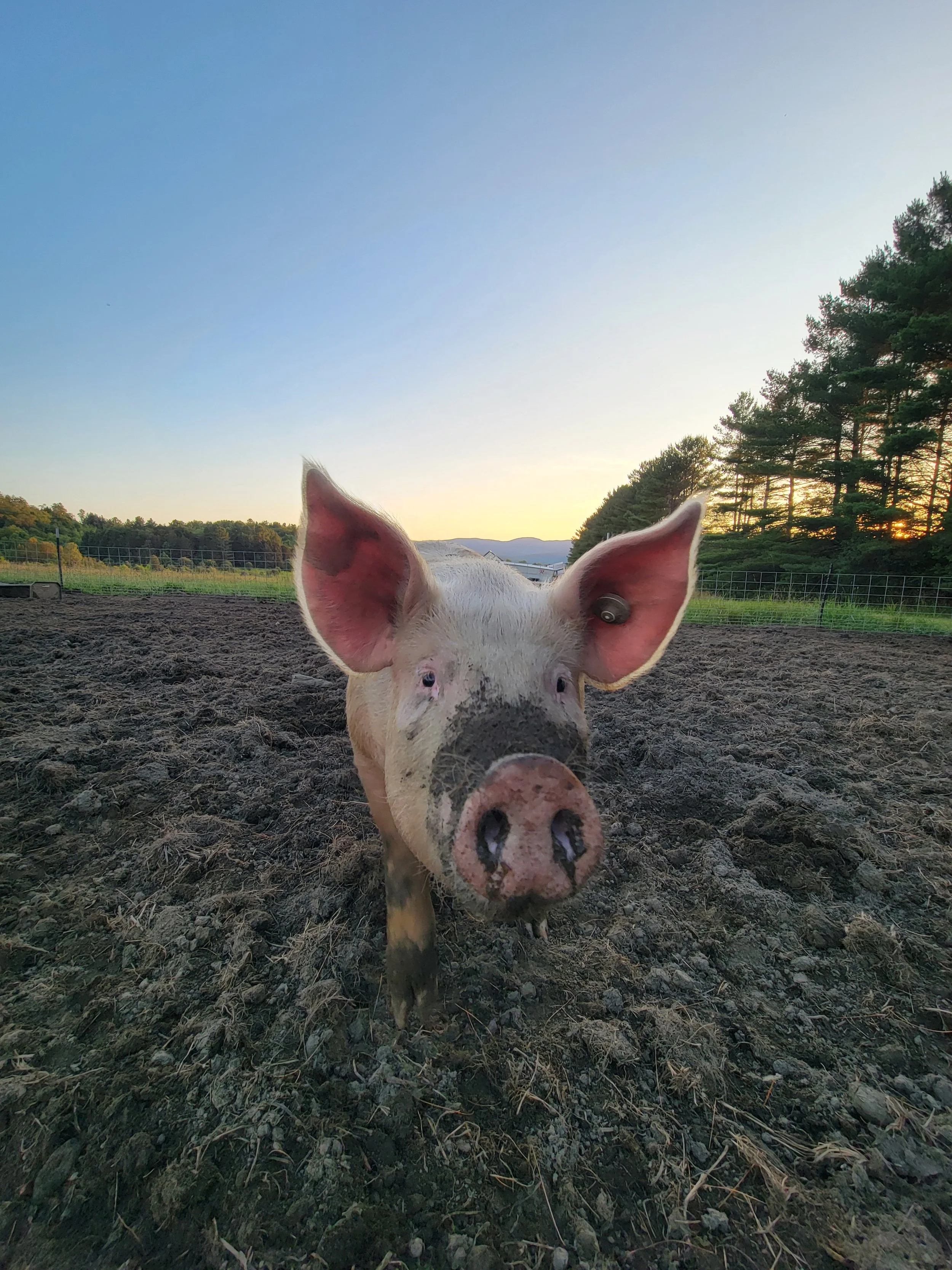 Pork