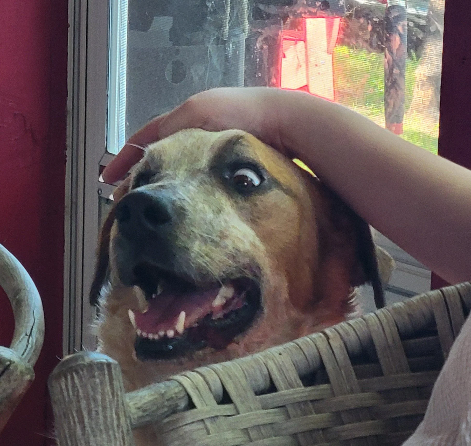 A dog with light brown fur and a black nose sitting in a wicker chair inside a room, looking up at the camera. The dog has a happy expression with an open mouth showing white teeth and tongue. A person's arm is resting on the dog's head. Behind the dog is a window with a screen and outside there are trees and a red object.