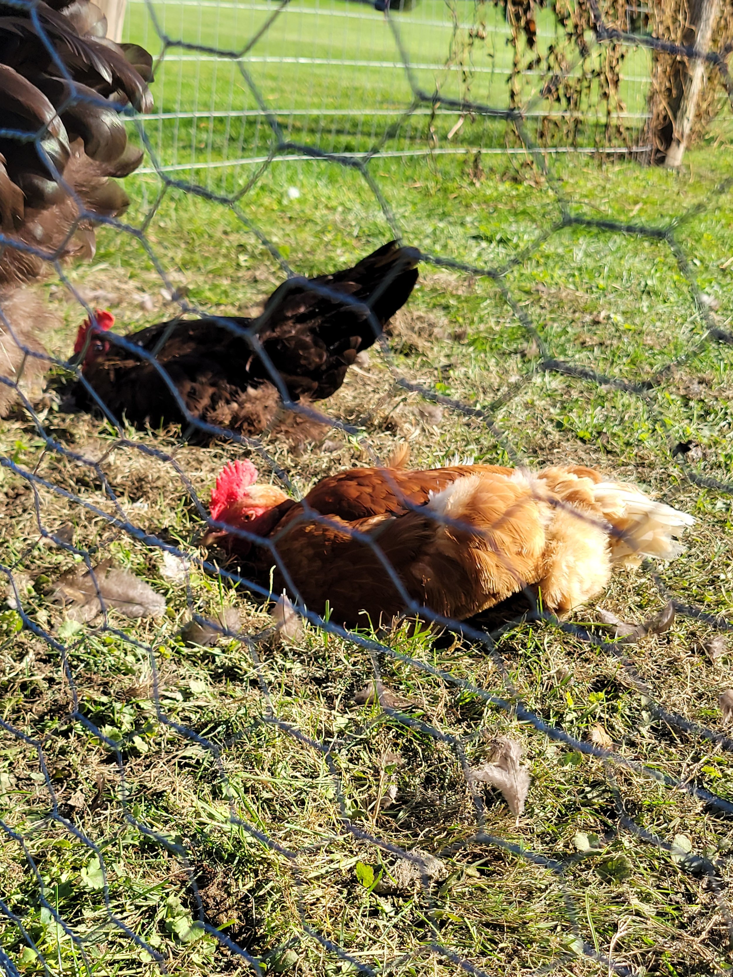 Chickens