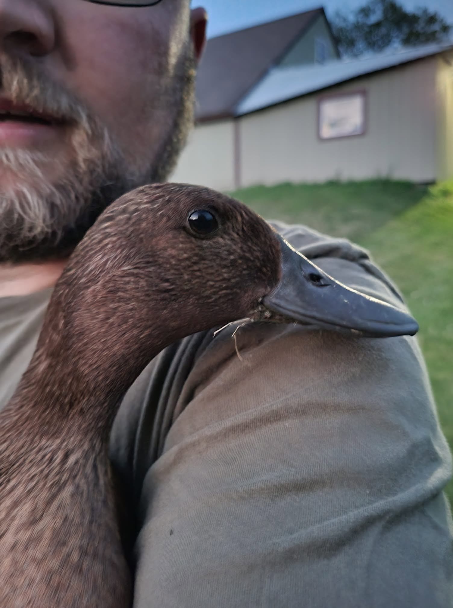 A close-up of a man holding a young brown duck. The man is wearing a gray jacket and has a beard. In the background, there is a house with a sloped roof and a window, and some trees.