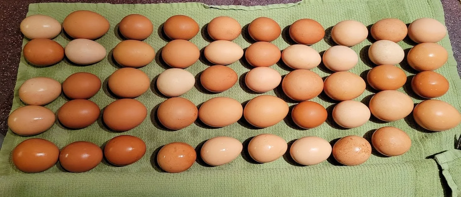 A collection of eggs arranged in rows on a green textured mat.