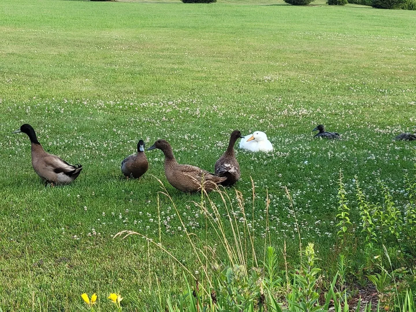 Ducks
