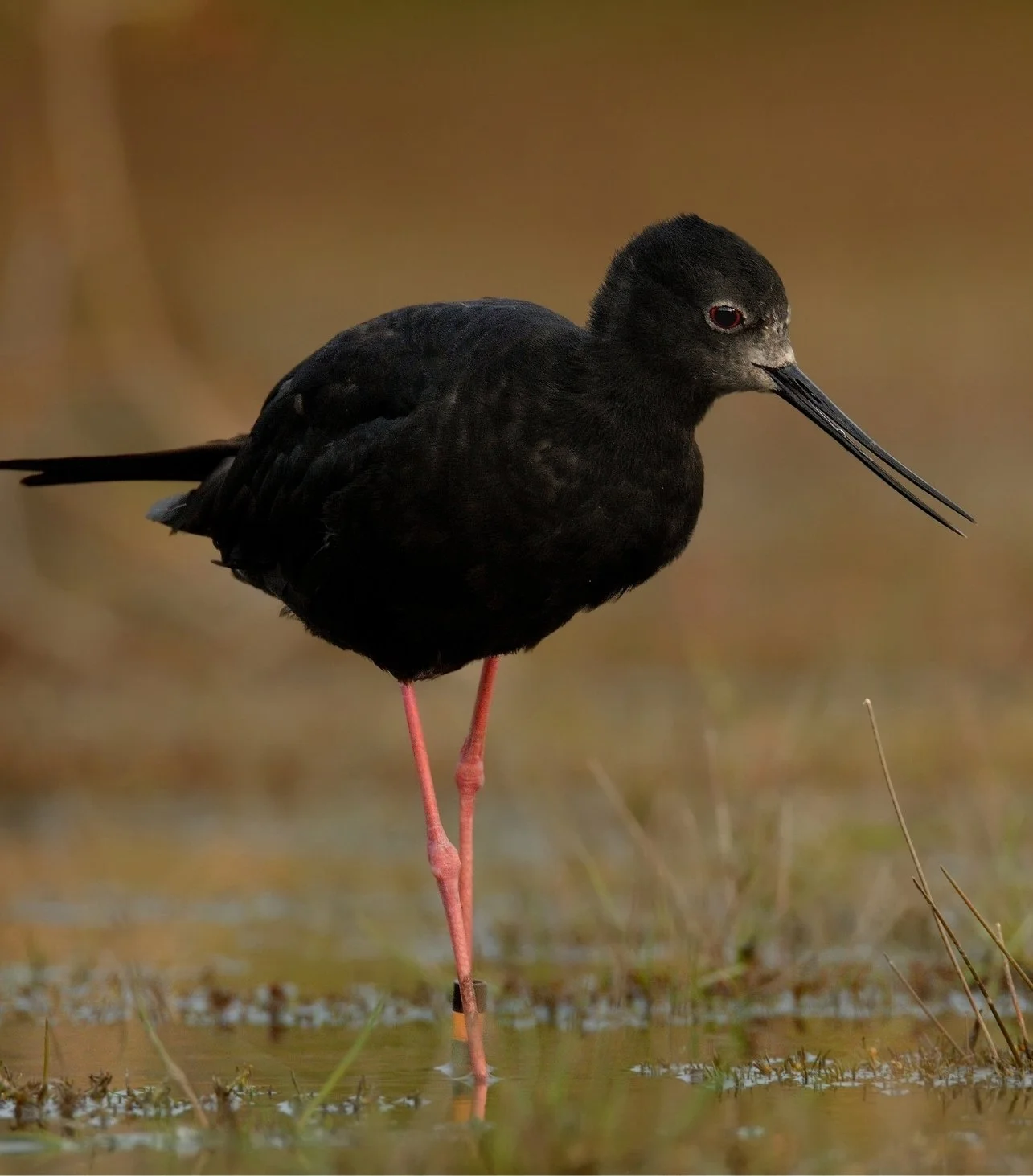 A black bird with long, thin beak and pink legs standing in shallow water with marshy grass.