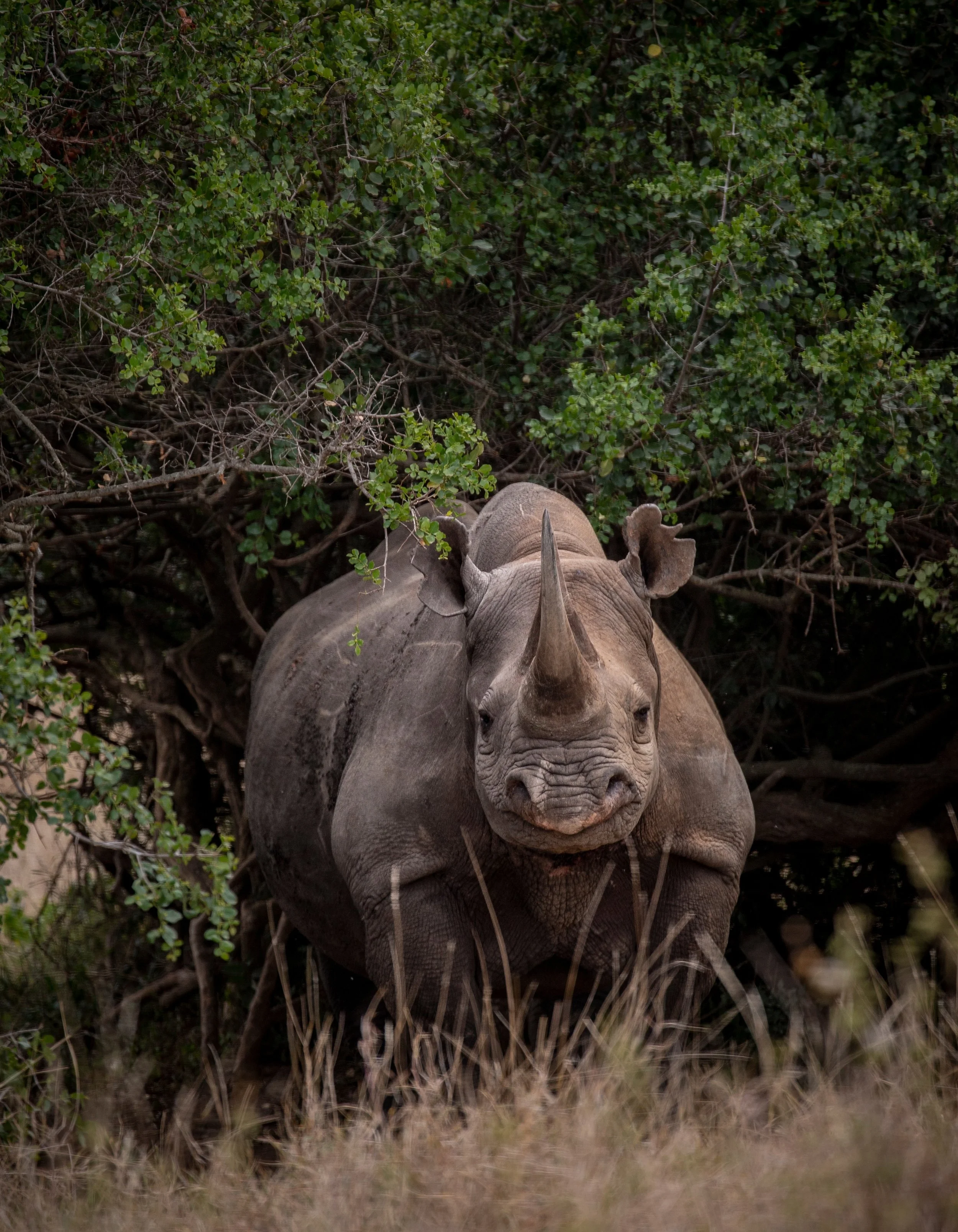 A baby rhinoceros standing among dense green foliage and dry grass.