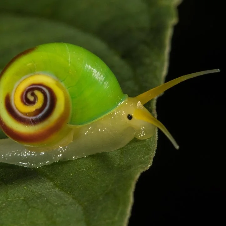 Close-up of a colorful snail with a green and yellow shell on a green leaf.