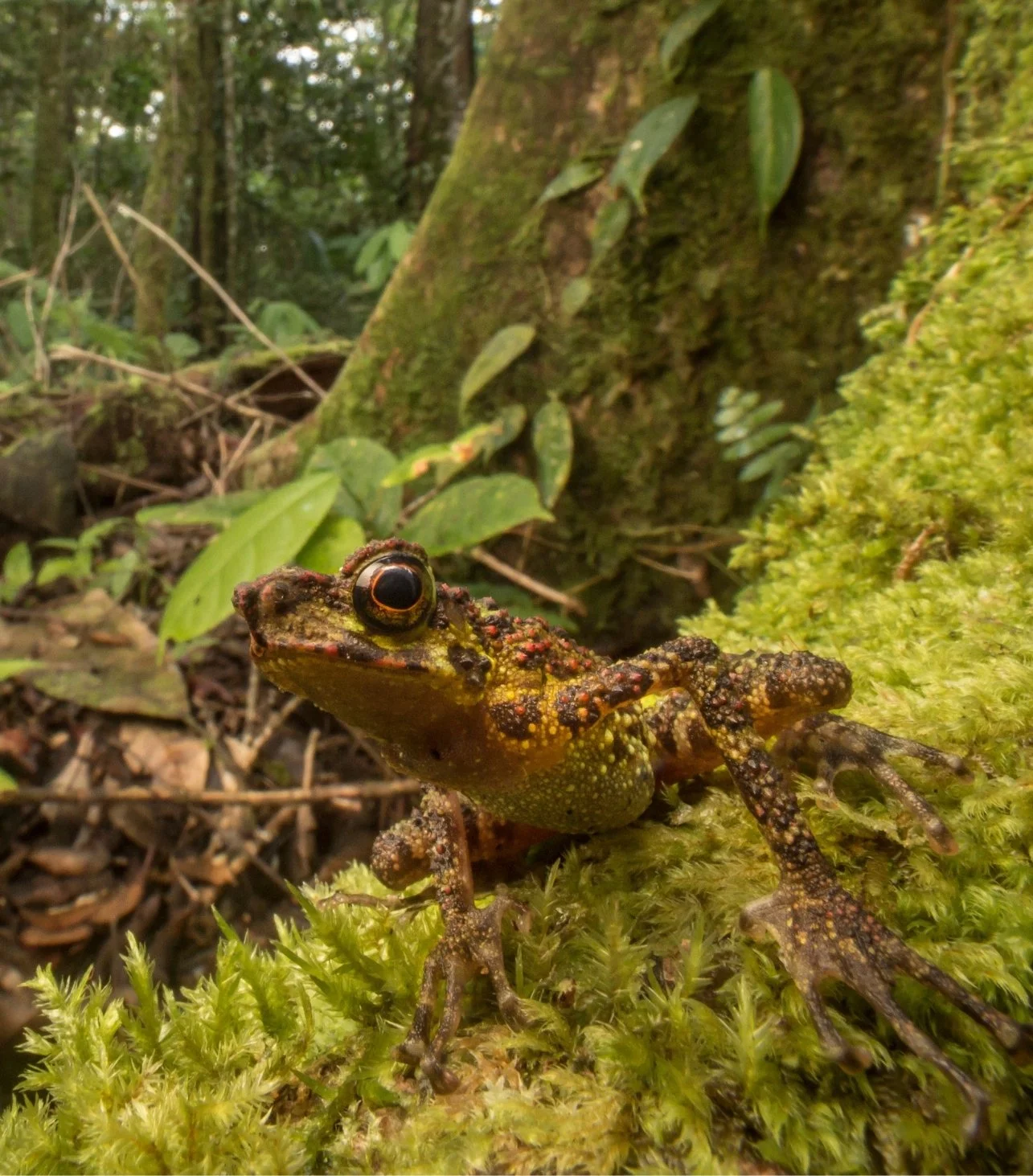 A colorful frog with yellow, black, and red markings on a mossy log in a lush forest.